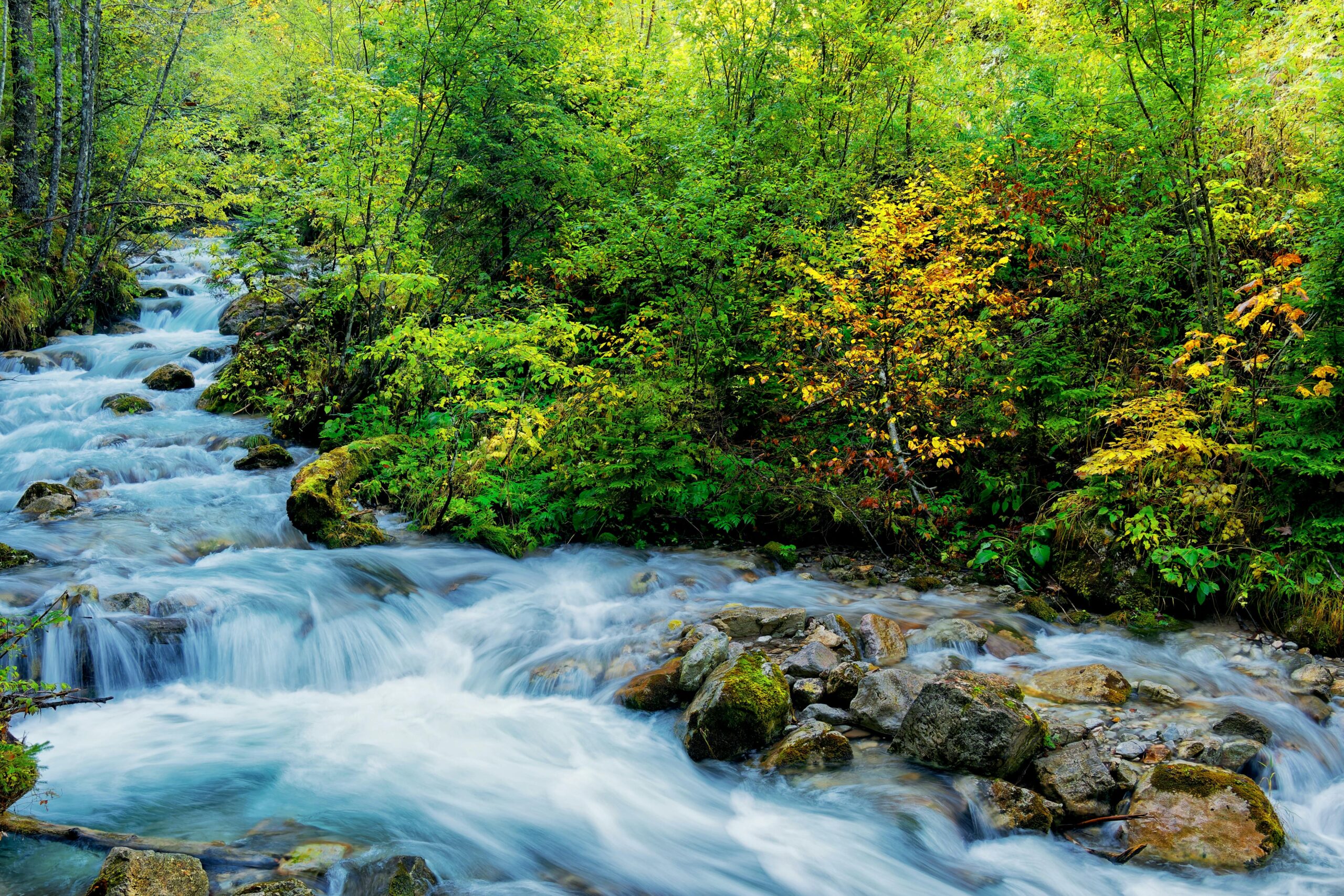 A picturesque stream flows through a vibrant forest in Austria, showcasing lush greenery and vibrant colors.